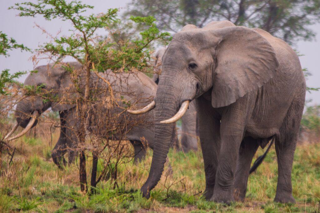 Elephants in Ugandas National Parks are a major target for poachers because of ivory 1