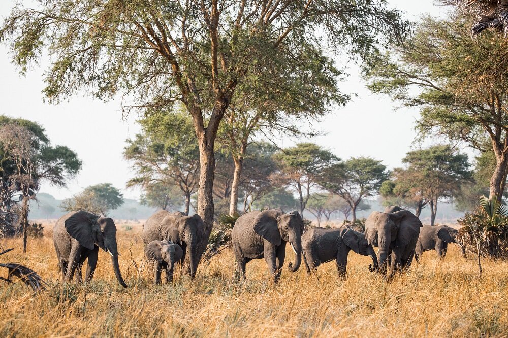 Elephants