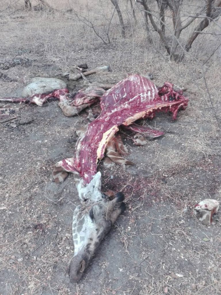 Gerrafe Killing 1