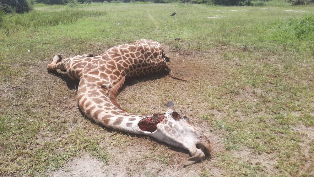 Giraffes killing northen tanzania 1