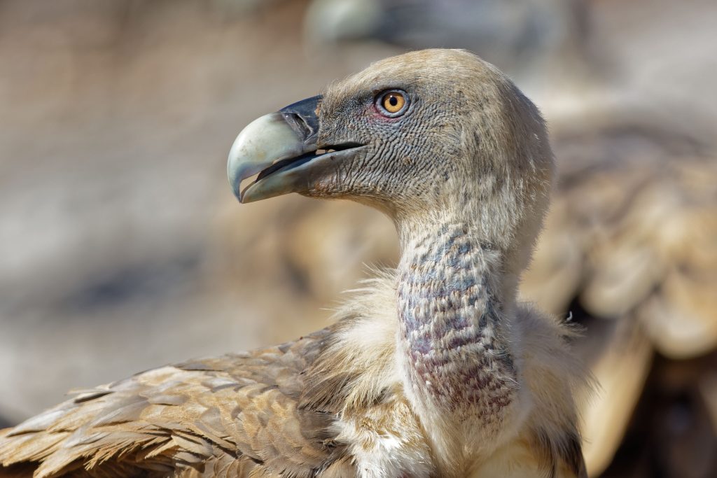 Griffon Vulture Gyps Fulvus one of the species at Kwenia Sanctuary. 1
