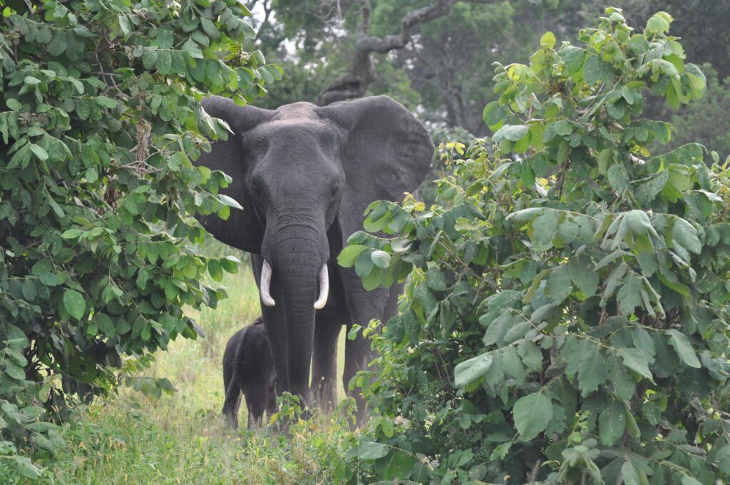 Tembo