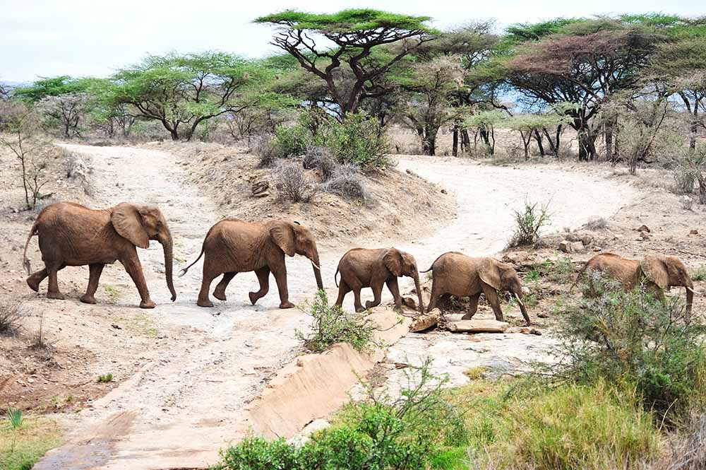 Tembo Wetu 1