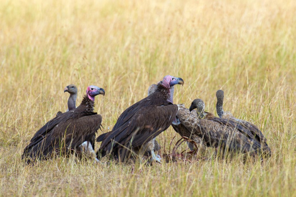 Vulture feeding on a kill. Masai Mara National Park Kenya