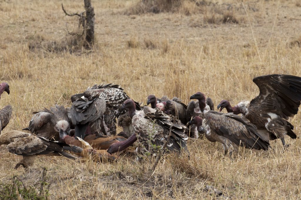 Vultures eating Topi Masai Mara Kenya 1