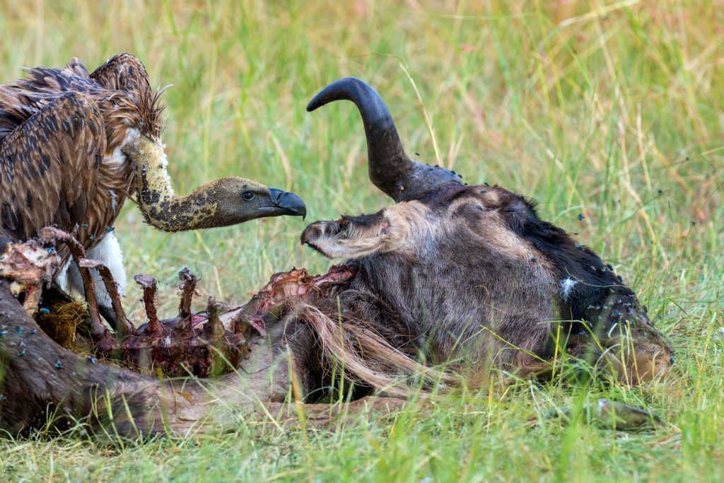 Vultures feeding on a carcass in Masai Mara Park 1