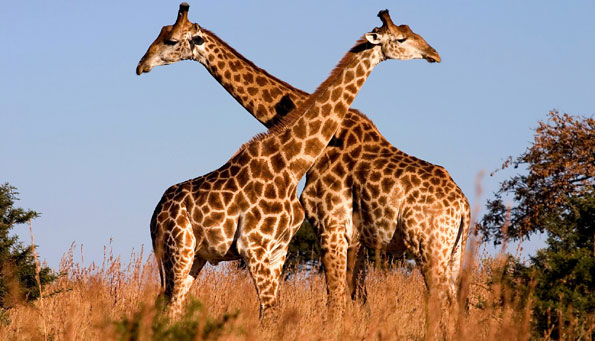 giraffes threaened northen zone tanzanzania