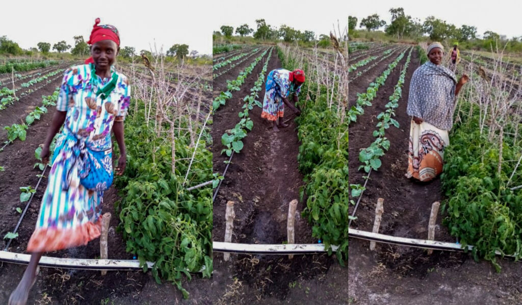 irrigation in Kwale
