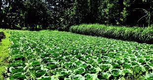 irrigation