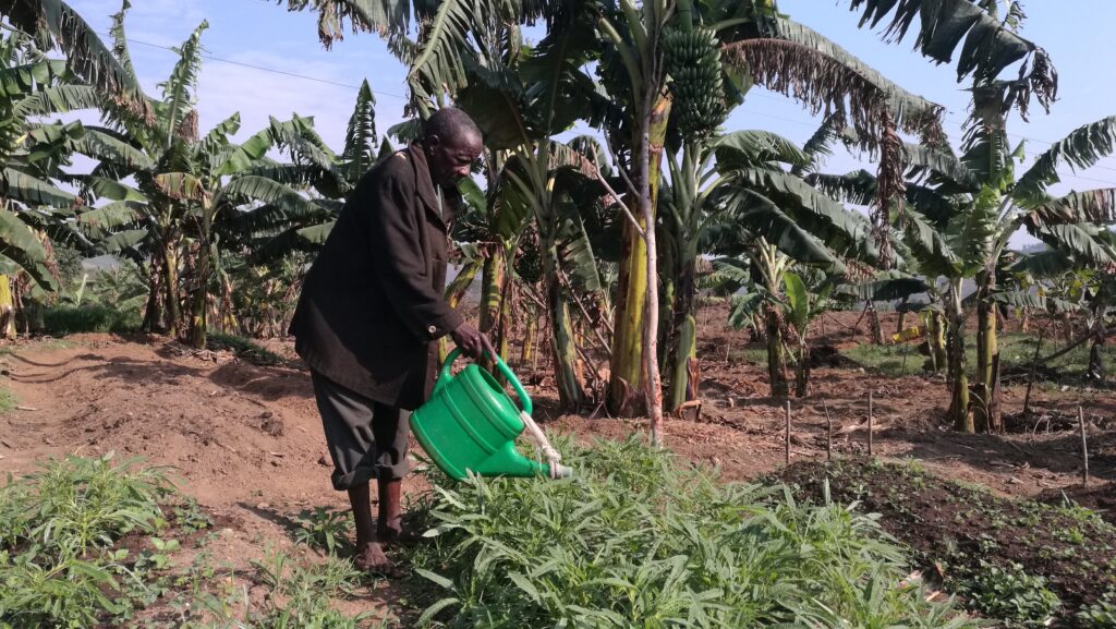 Burundi : Irrigation traditionnelle, remède à la flambée des prix des matériels d’irrigations modernes ? 