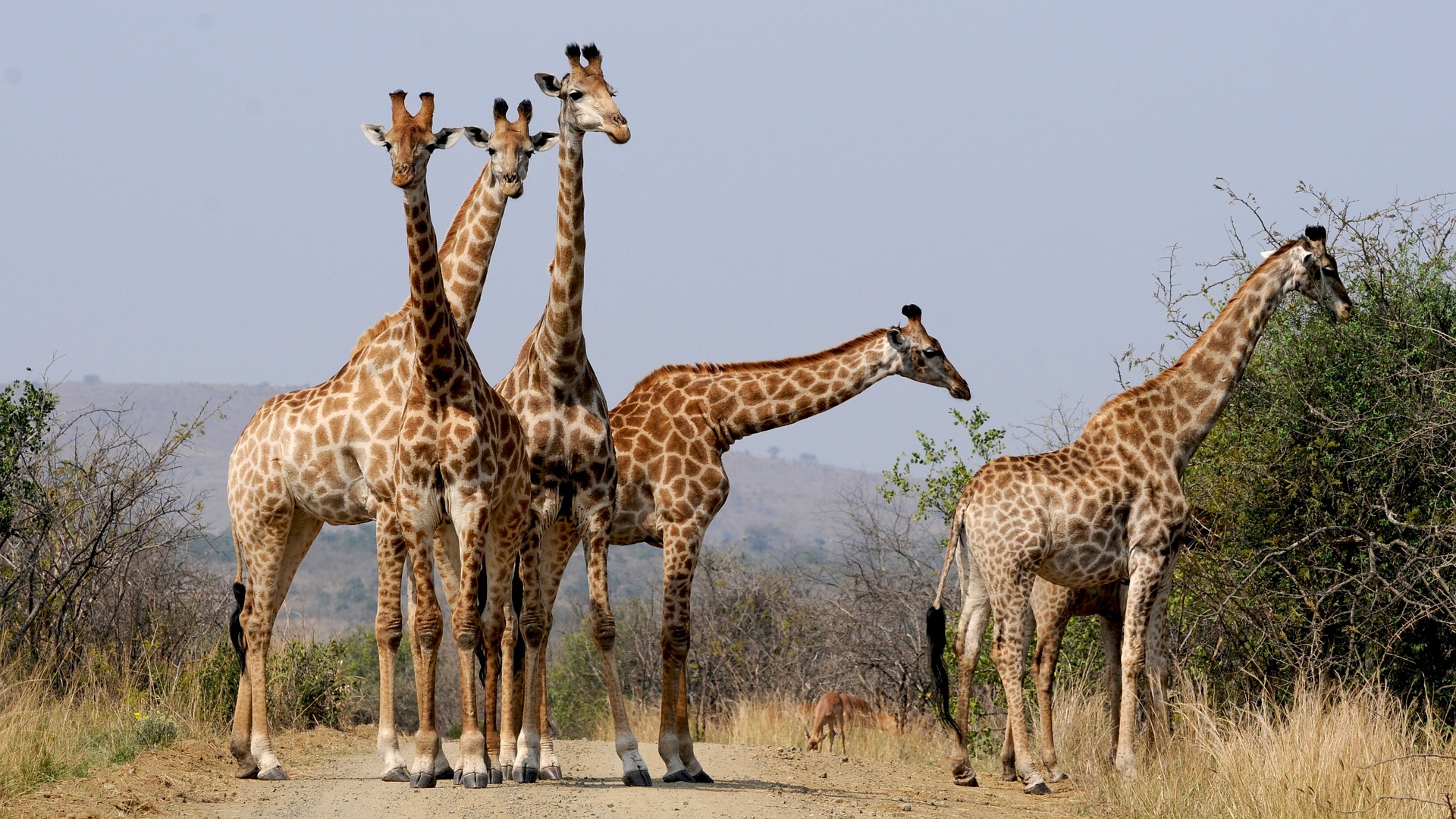 south africa g59ff03d17 1920