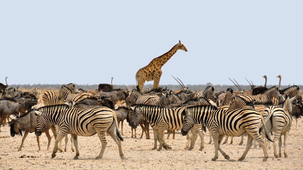 zebra gfc64a352b 1920