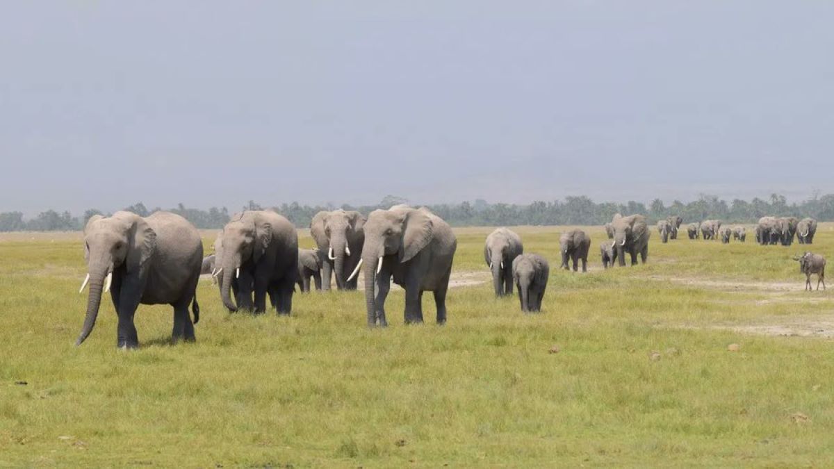 wildlife