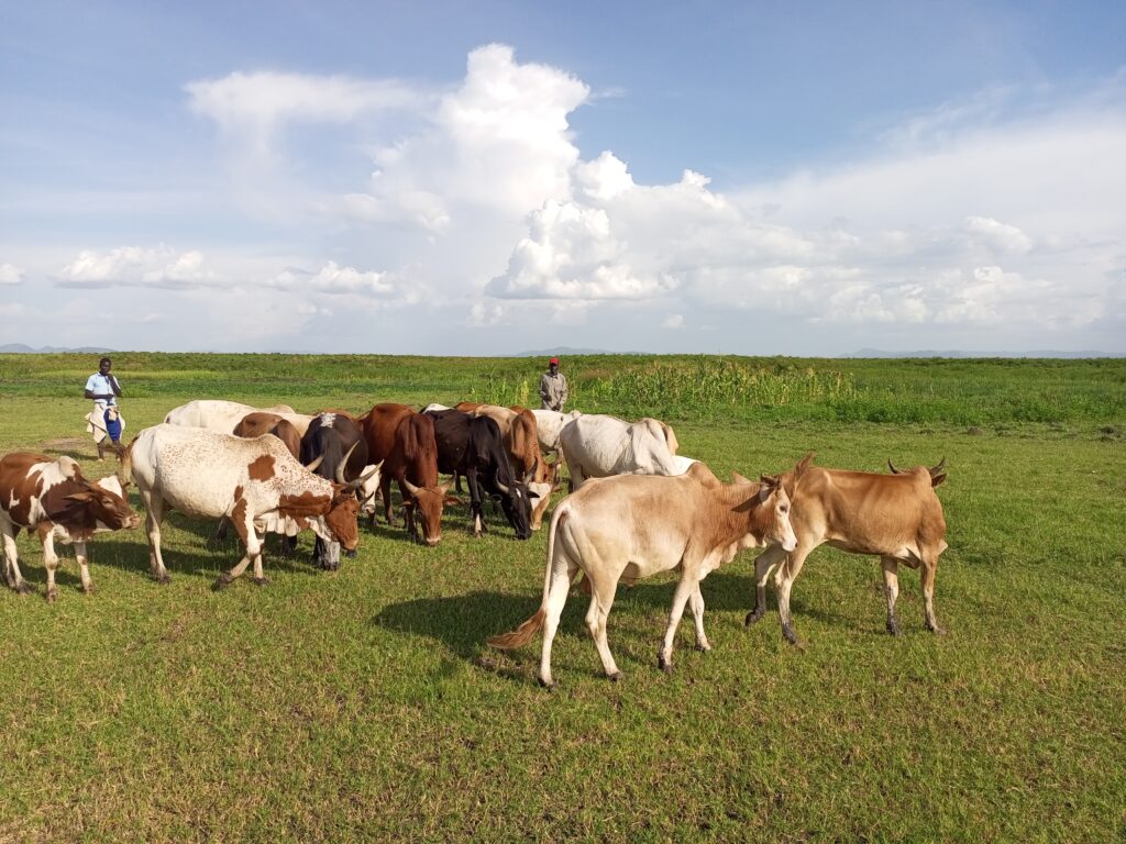 Cows Mara River 1 1
