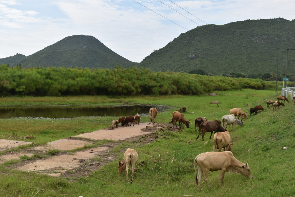 Cows grazing at the shore of Mara River 1 1