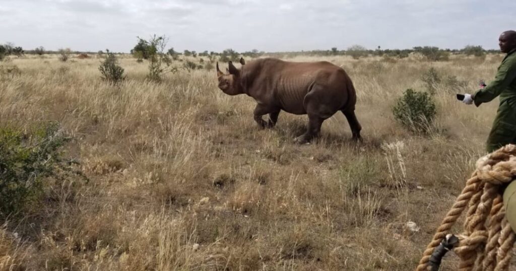 KWS fitting Rhinos with microchips fight against poaching by monitoring movements 1