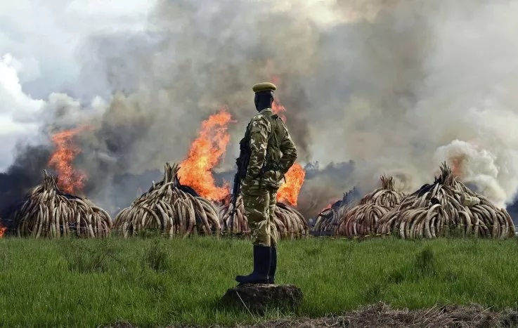 Kenyan ranger stand guard around illegal stockpiles of elephant tusks rhinoceros horns and ivory.