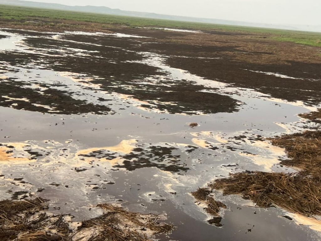 Mara River wetlands during the pollution 1