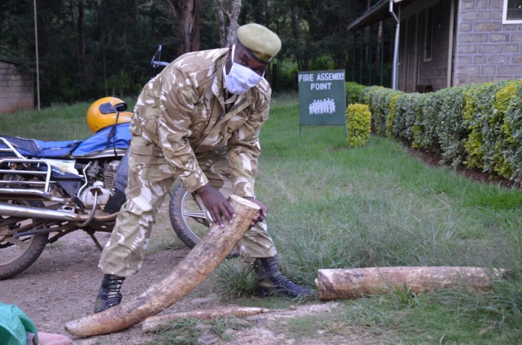 Senior Warden displays ivory in Nyahururu KWS station Laikipia CountyKenya 1