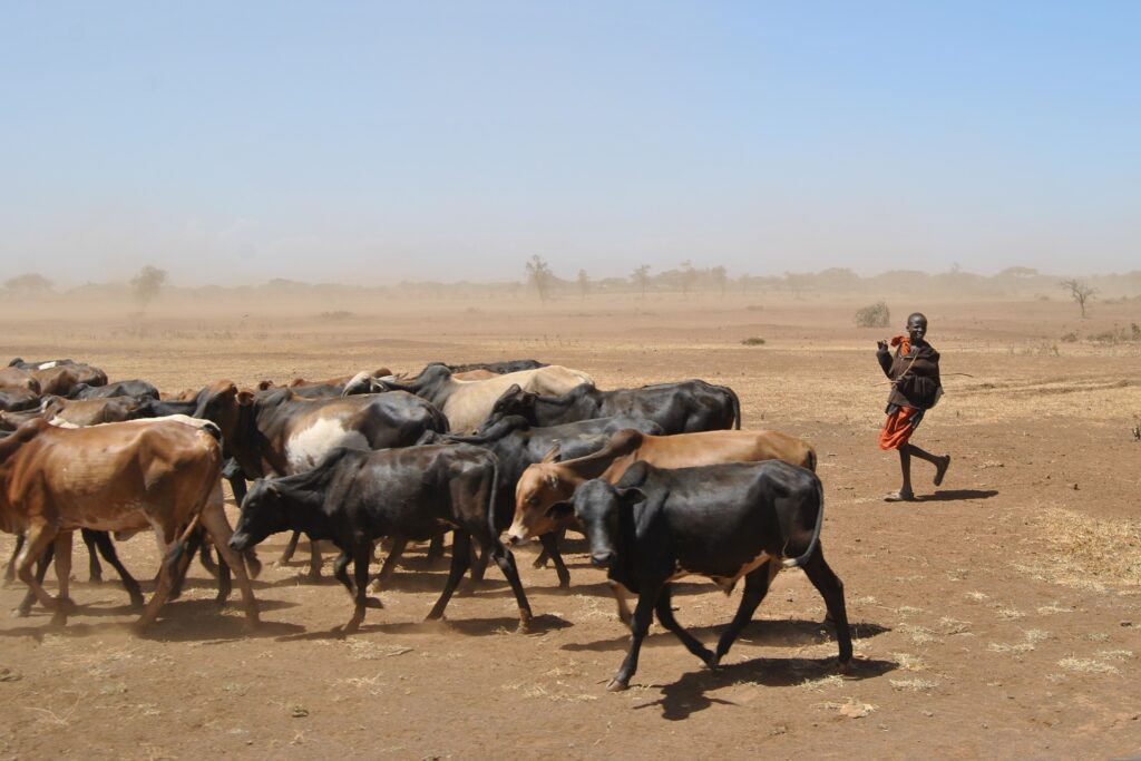 cattle 1222174 1920