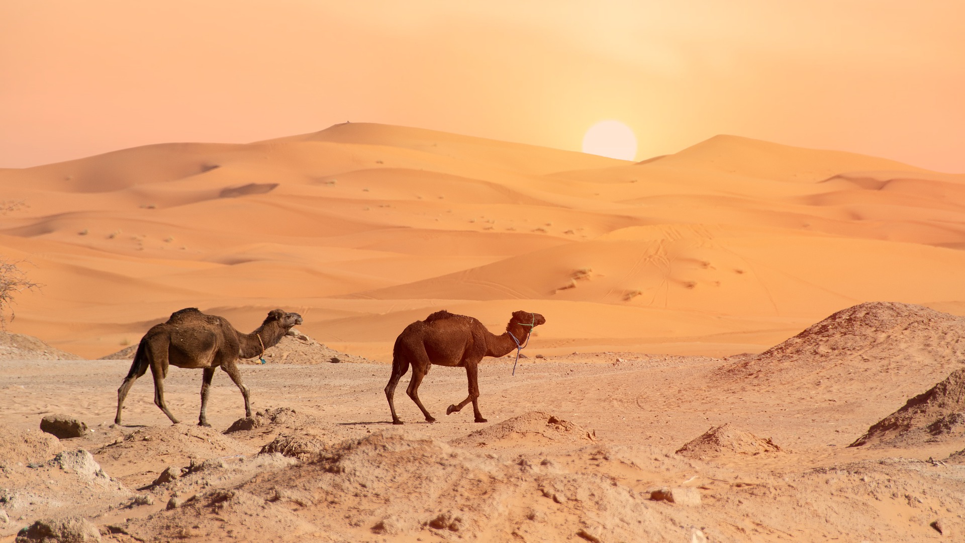desert 4990324 1920