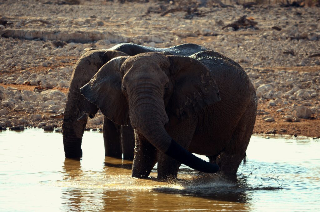 elephant 1256819 1920