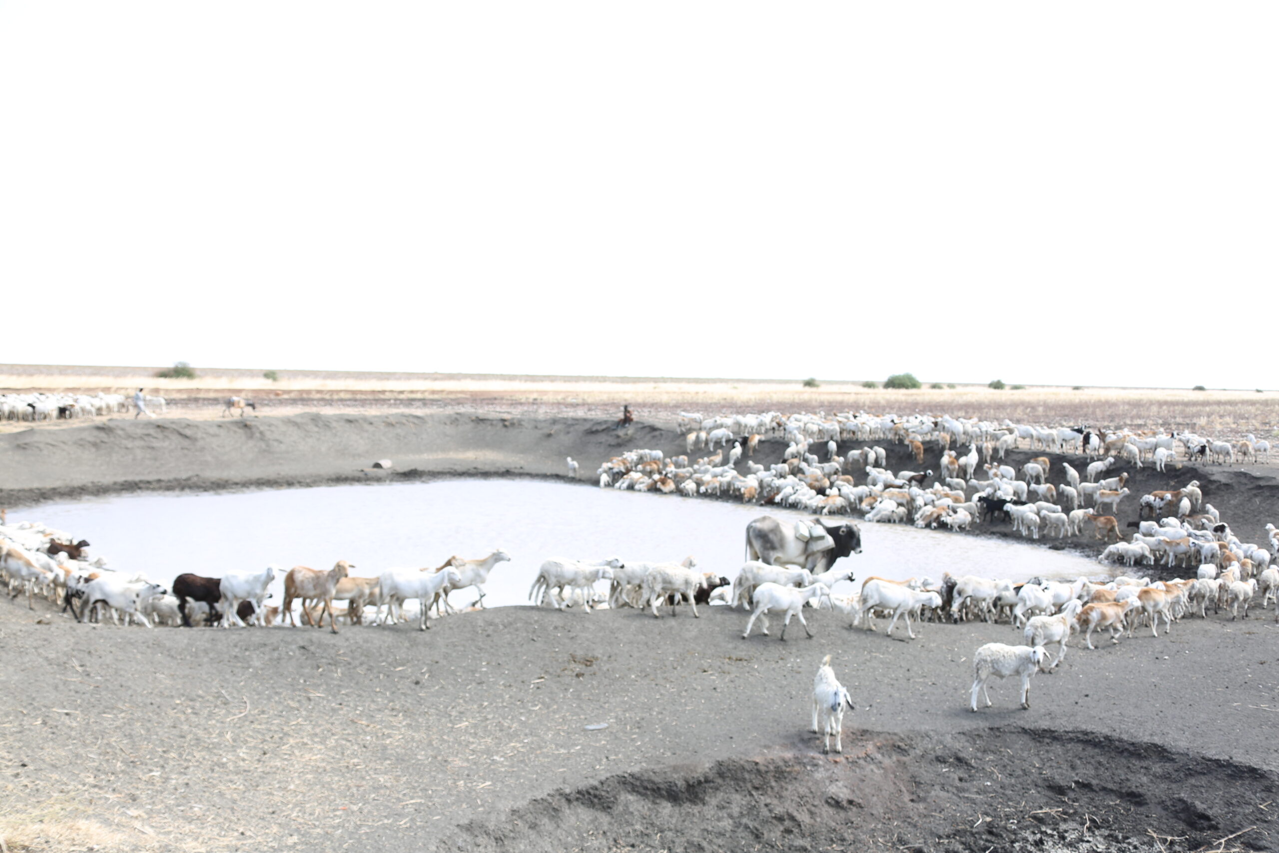 والخراف هي ايضا لحفير تم انشاءه في منطقة جريوة في النيل الازرق Sheep surrounding a hafir that was established in the Geriwa area of the Blue Nile 1 scaled
