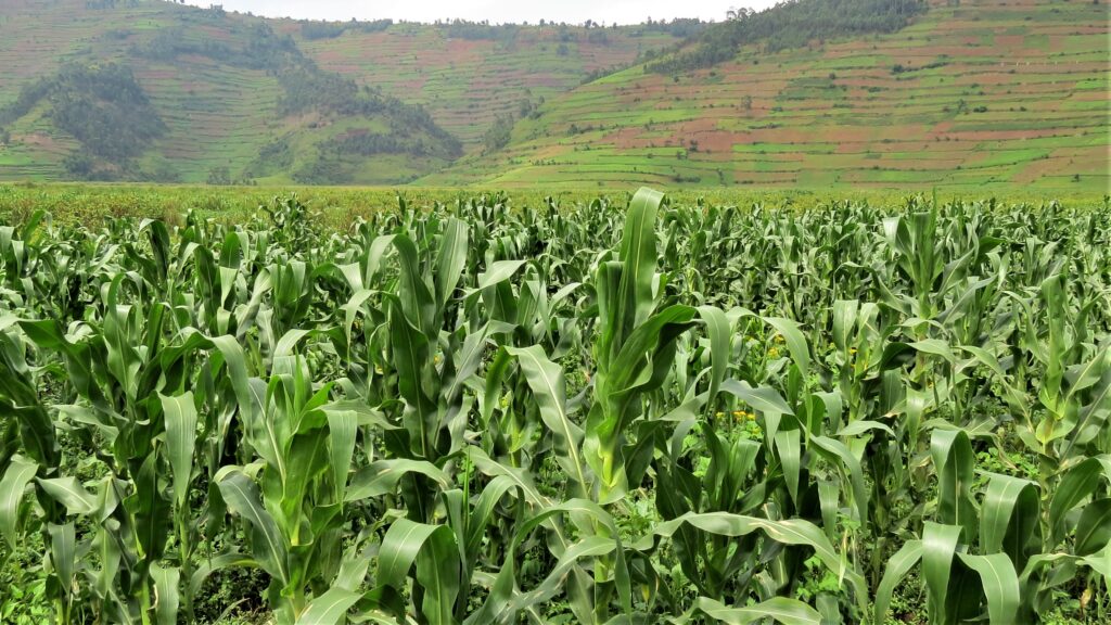 A wetland in Kabale district. Some communities in the district have converted wetlands into farmlands and settlements impacting the water table. Photo by Fredrick Mugira 1
