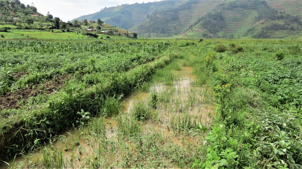 A wetland in Kabale. Wetlands trap runofff water enabling it to sink into soil layers to form ground water. Photo by Fredrick Mugira.