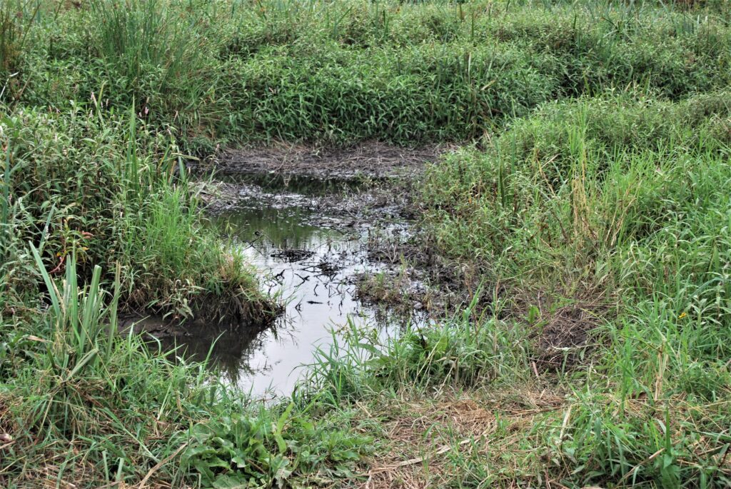 A wetland in Ntungamo district. Wetlands trap runofff water enabling it to sink into soil layers to form ground water. Photo by Fredrick Mugira.