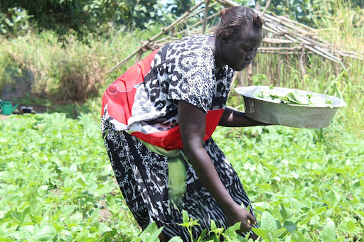 Farmer on Gondokoro island harvesting 1
