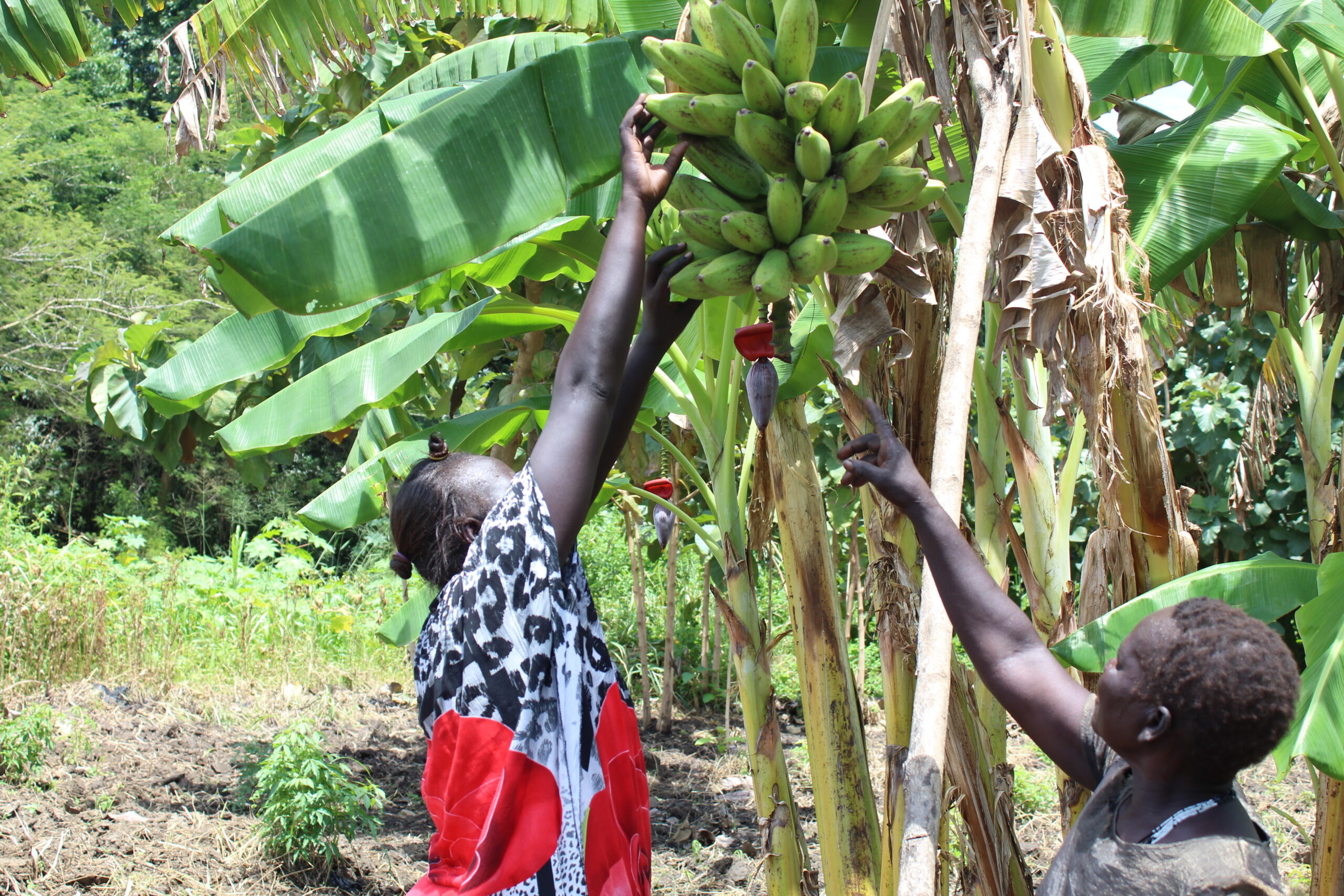 Farmers in Gondokoro island scaled