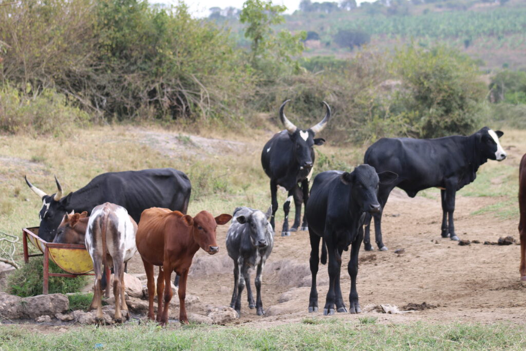 Groundwater is one of the most important sources of drinking water for livestock. Photo by Fredrick Mugira. 1