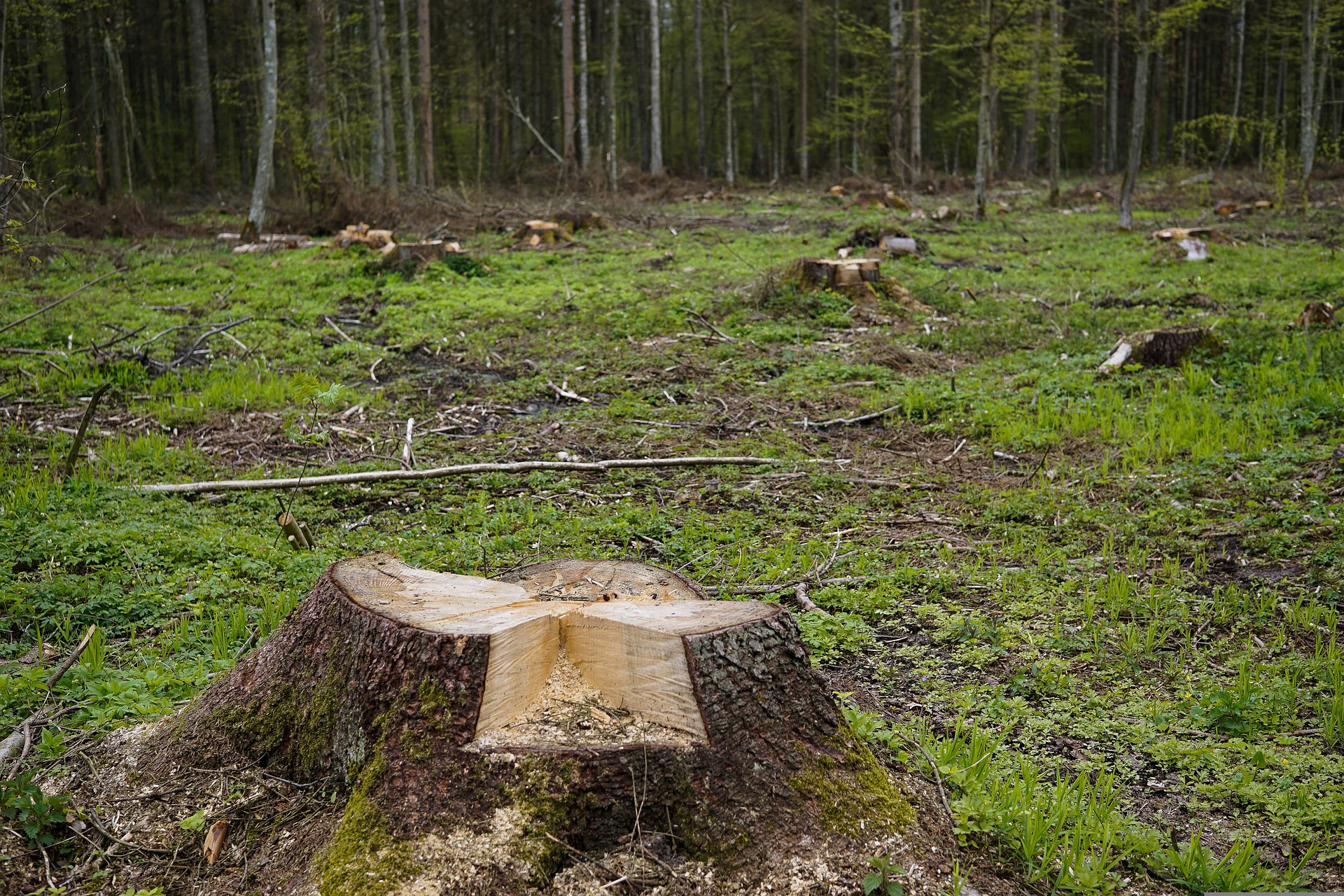 Mau Forest