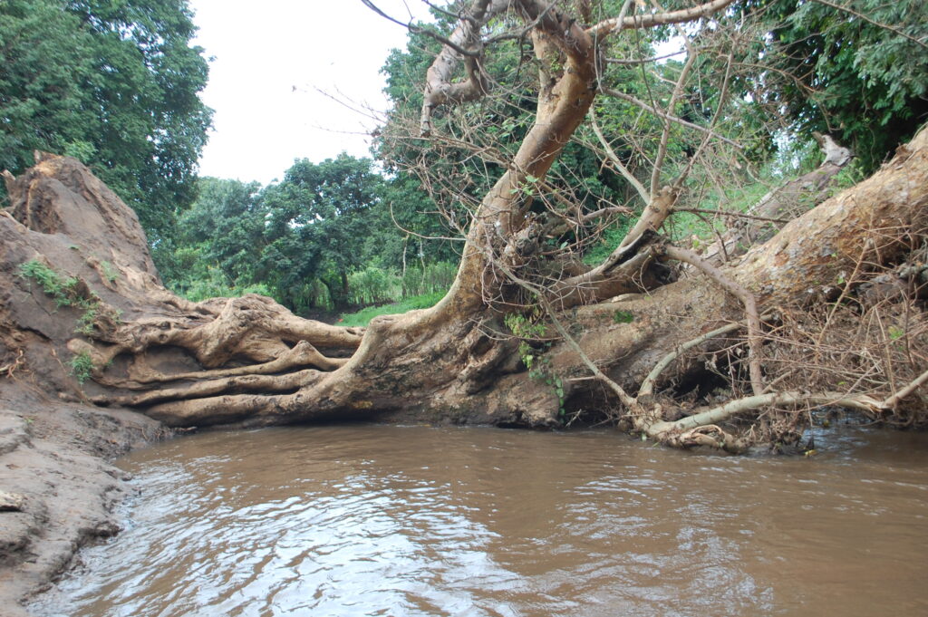 Apart from tree felling along the Okura River animal grazing also causing silting of the bank 3 1