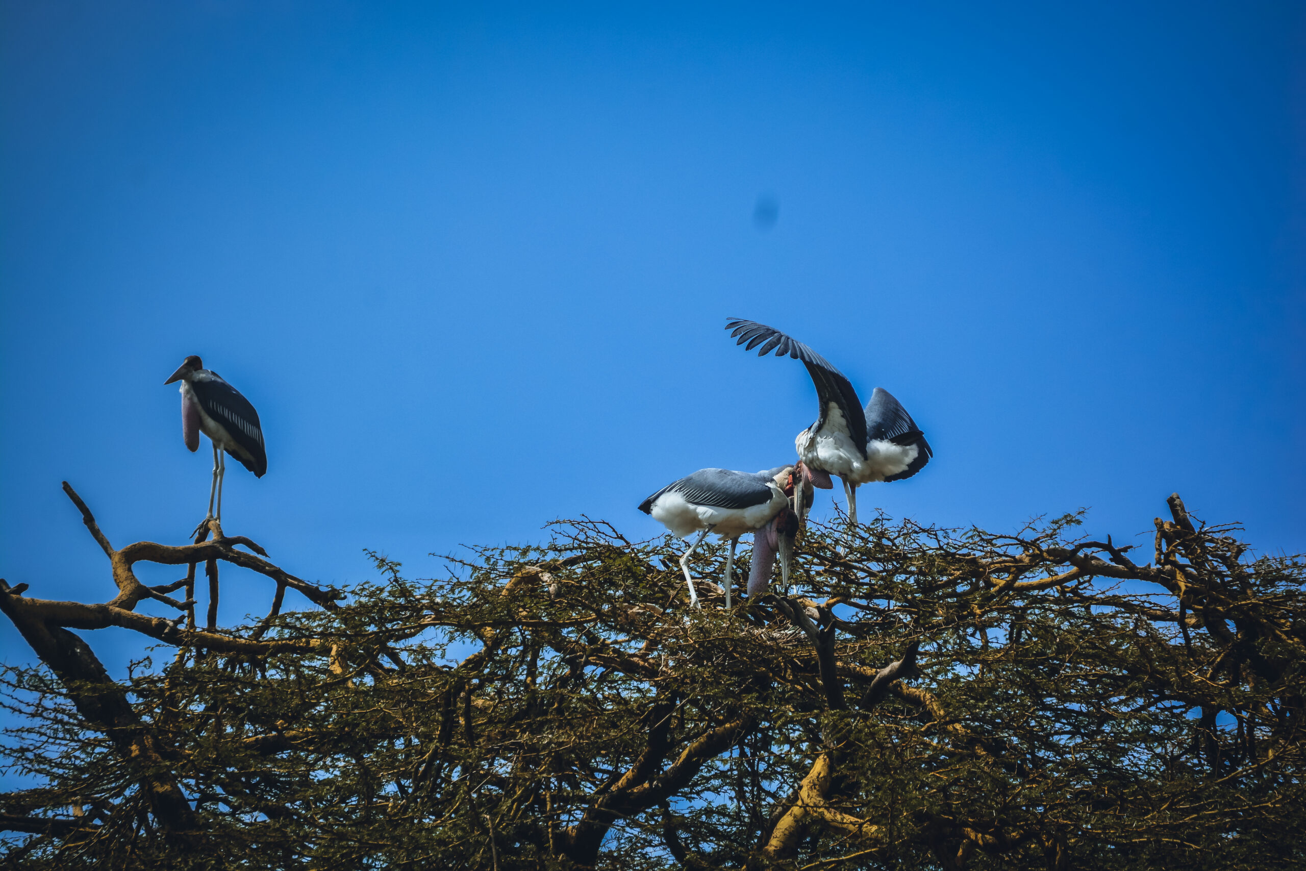 marabou storks
