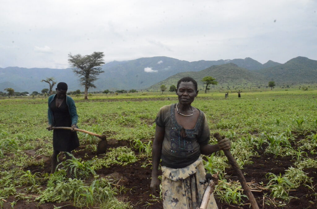Joyce Ayaa 62 a farmer in Agoro abandoned the scheme and depending on rain for her maize 3 1