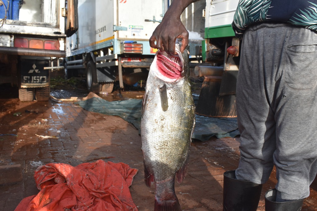 Nile perch caught from Lake Victoria. Photo by Davis Buyondo 1