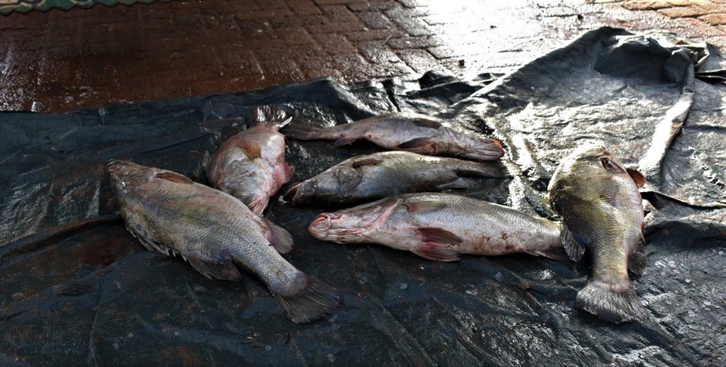 Nile perch caught from Lake Victoria. Photo by Davis Buyondo 3