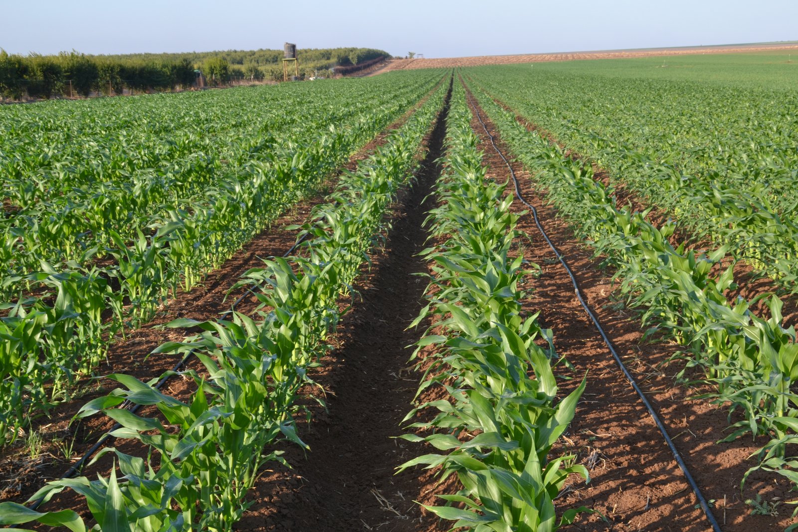 IRRIGATION