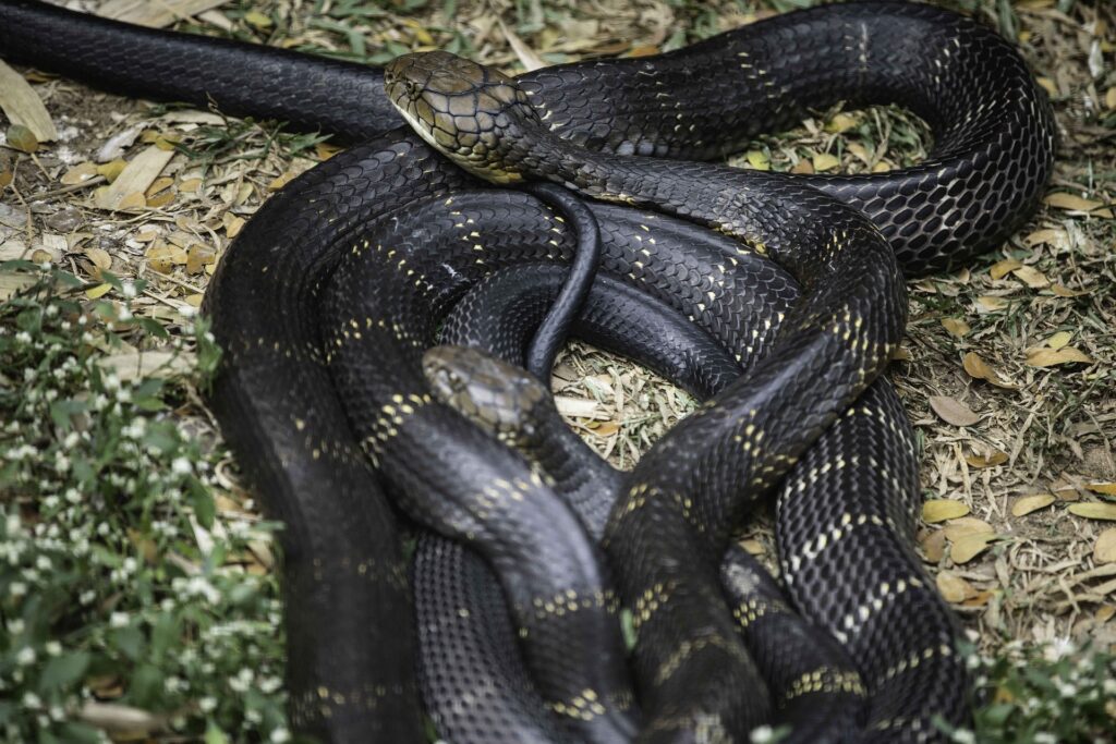 black cobra 6980020 1920
