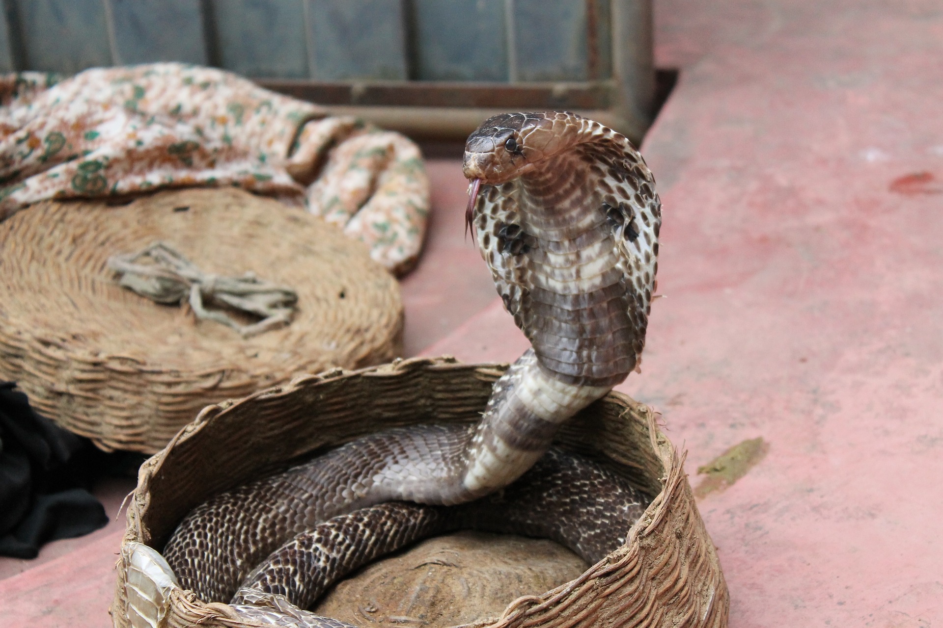 snake