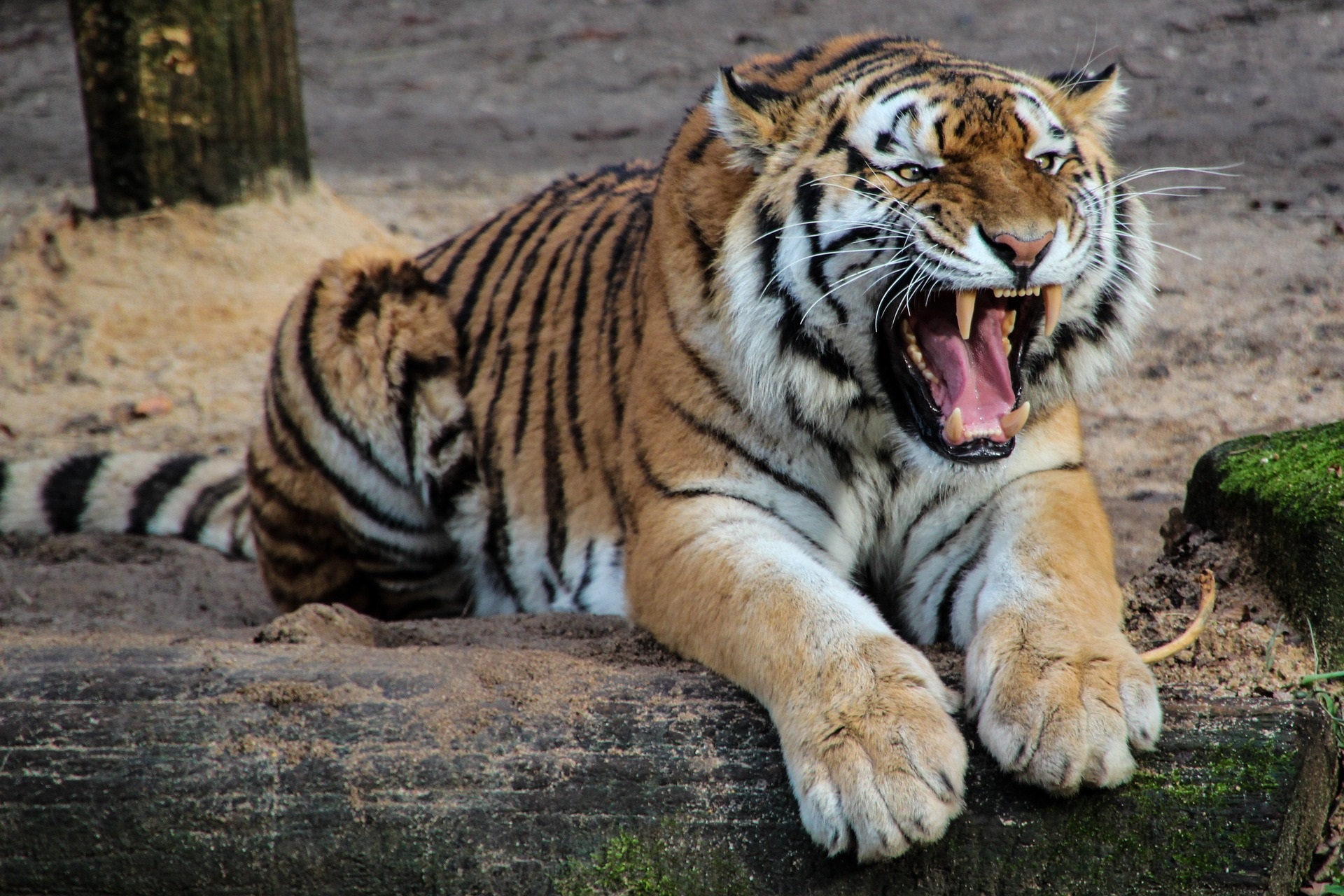 animals