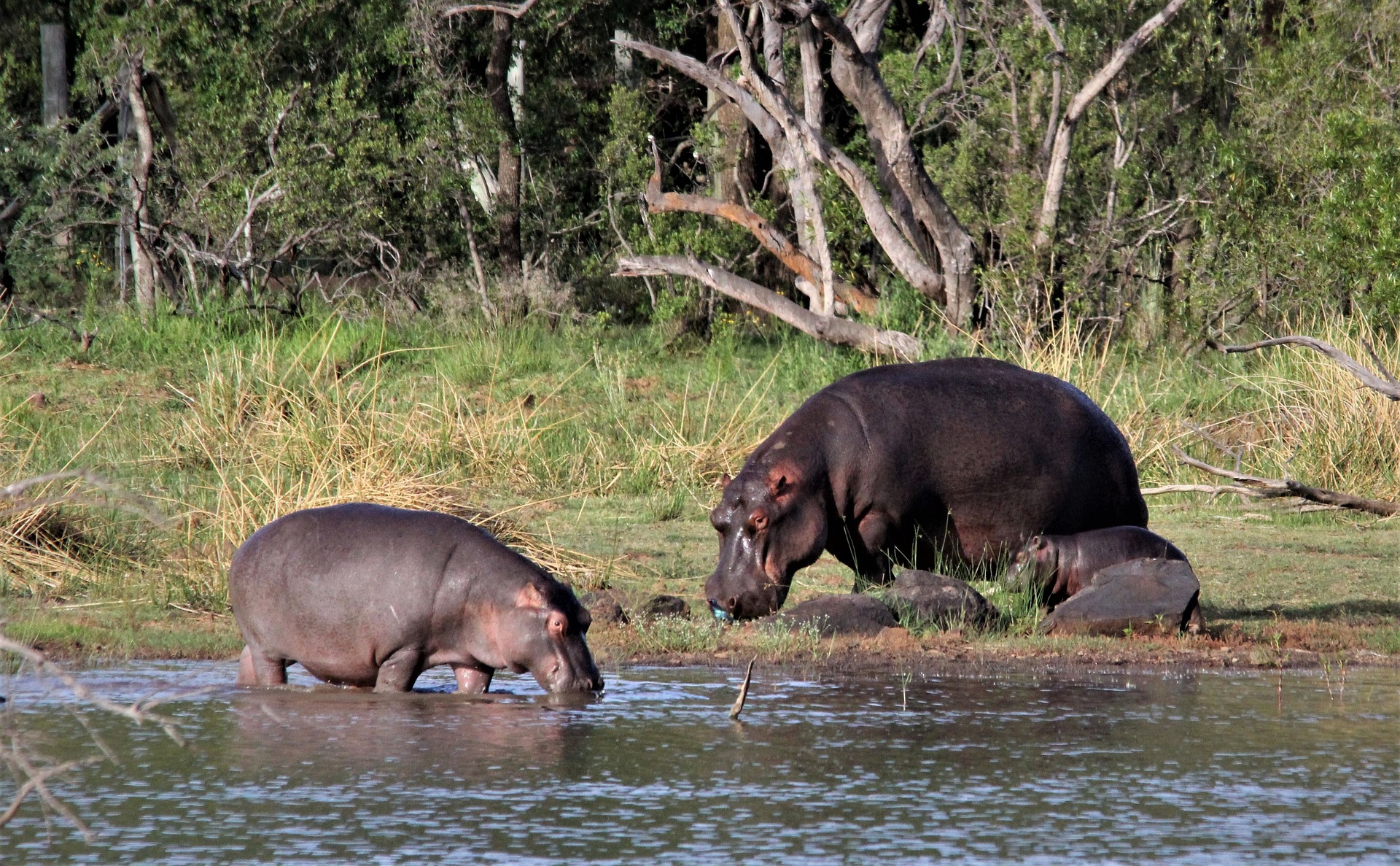hippopotamus 4649955 1920