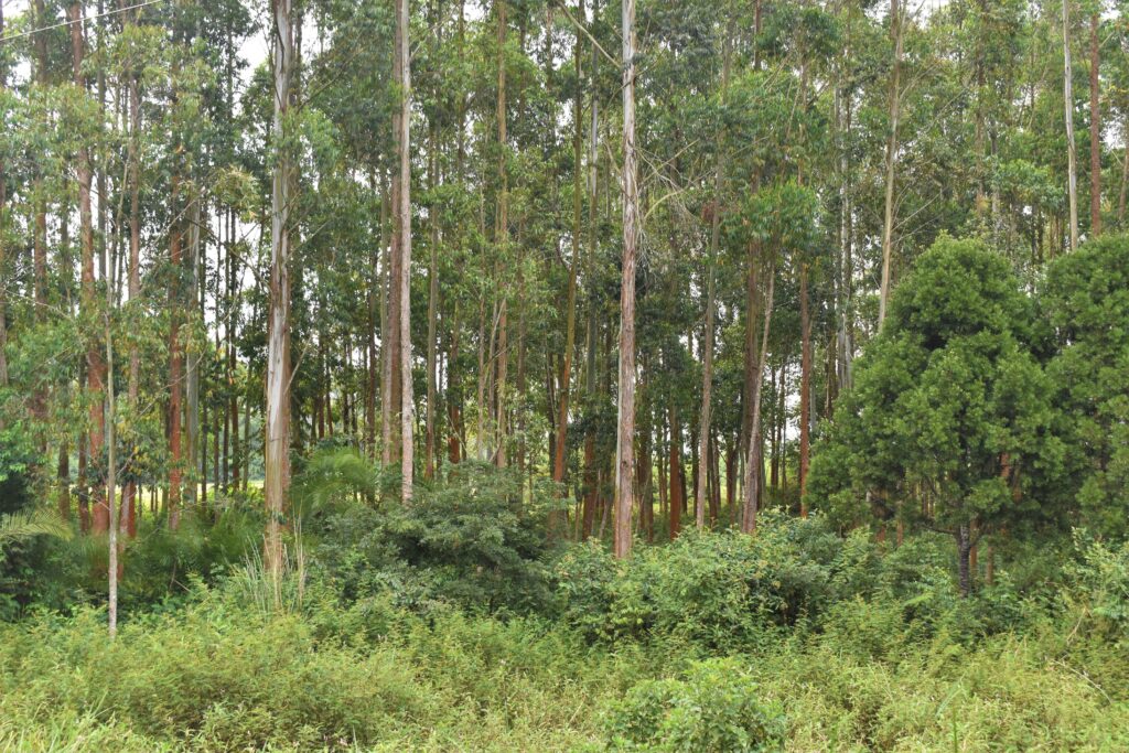 Eucalyptus forest in Rakai