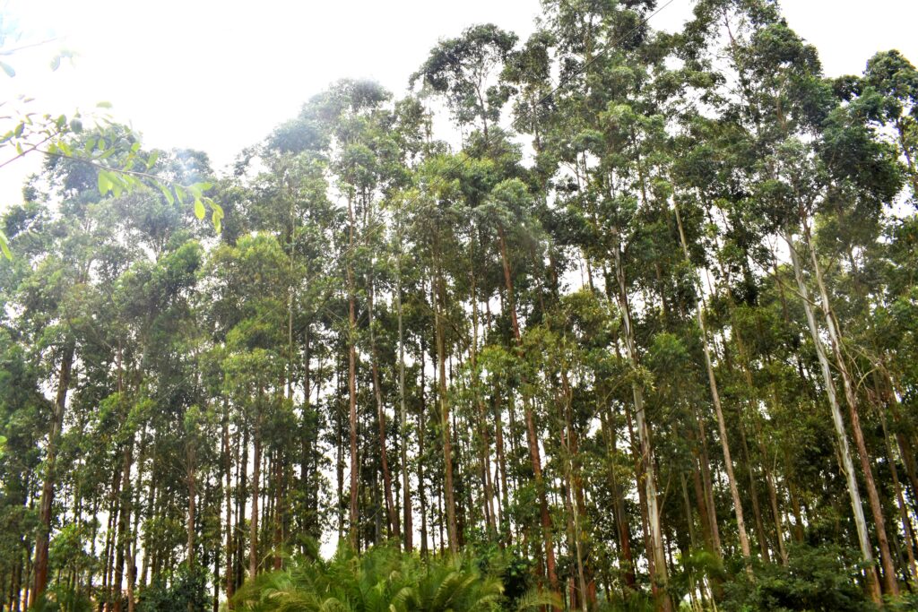 Some Eucalyptus trees in Kyotera. 1
