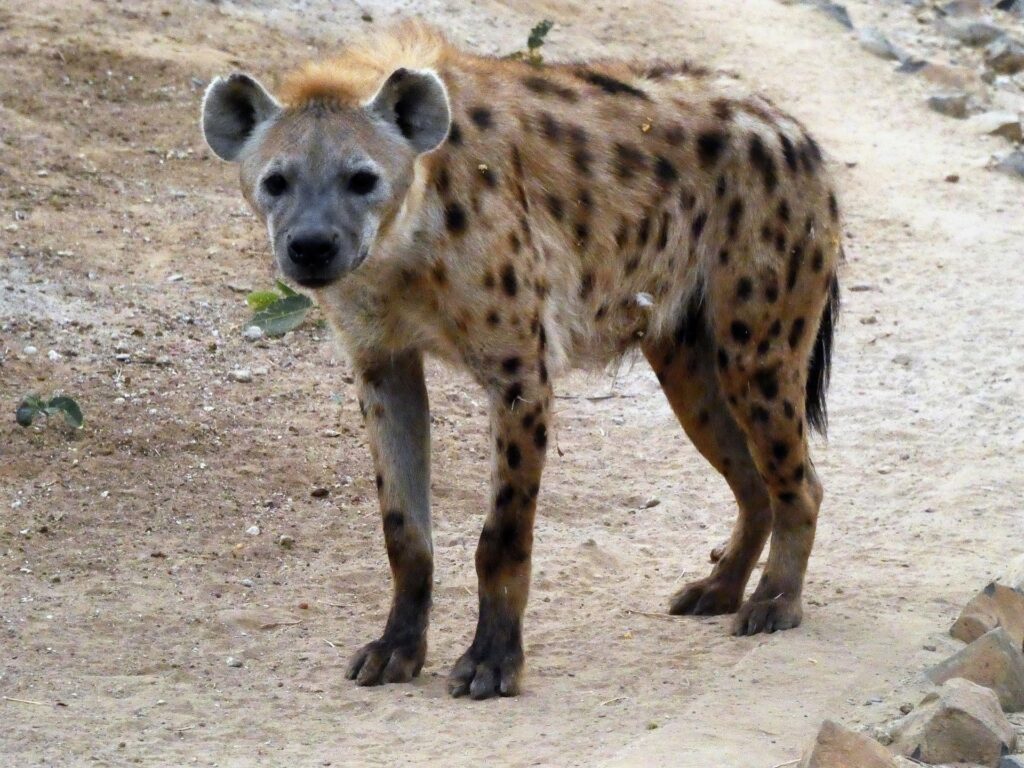 hyena
