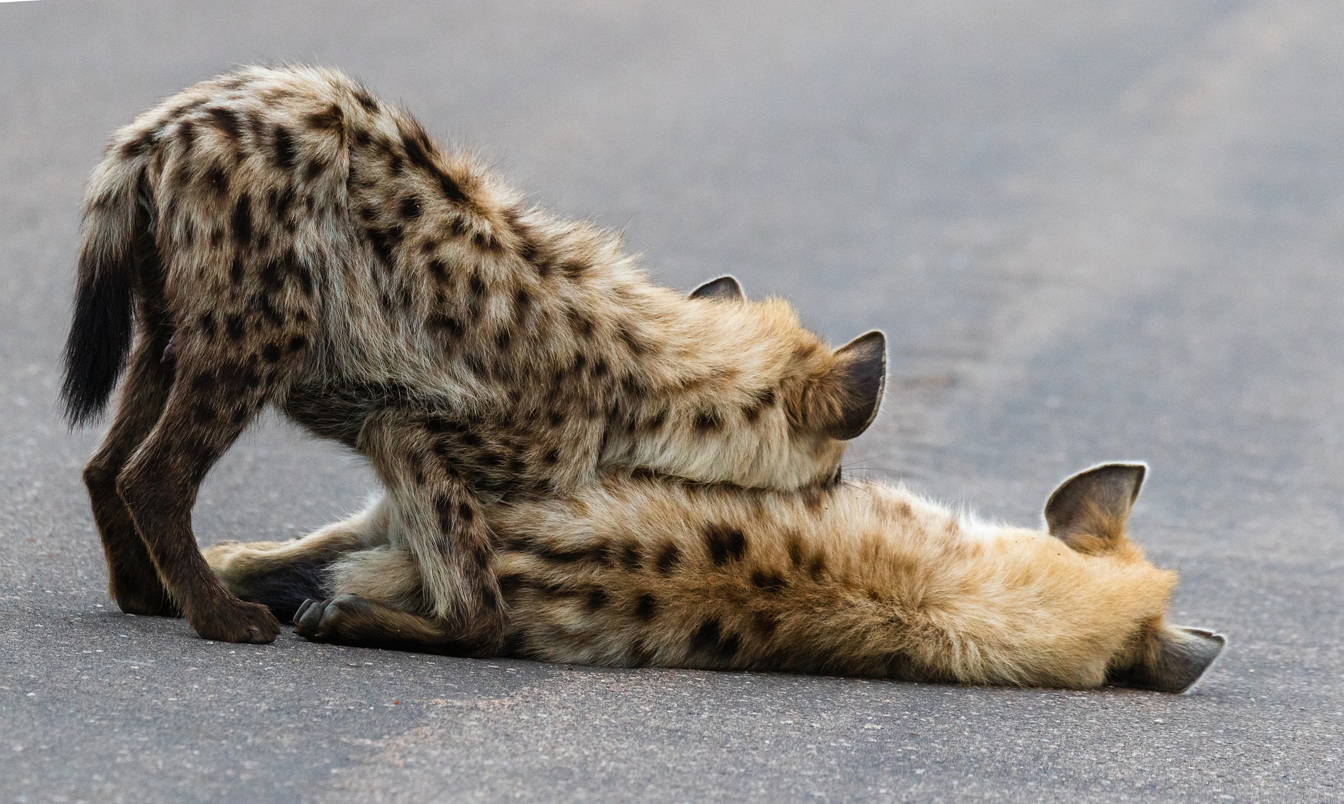 spotted hyenas