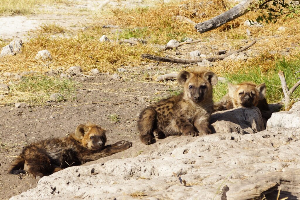 spotted hyenas