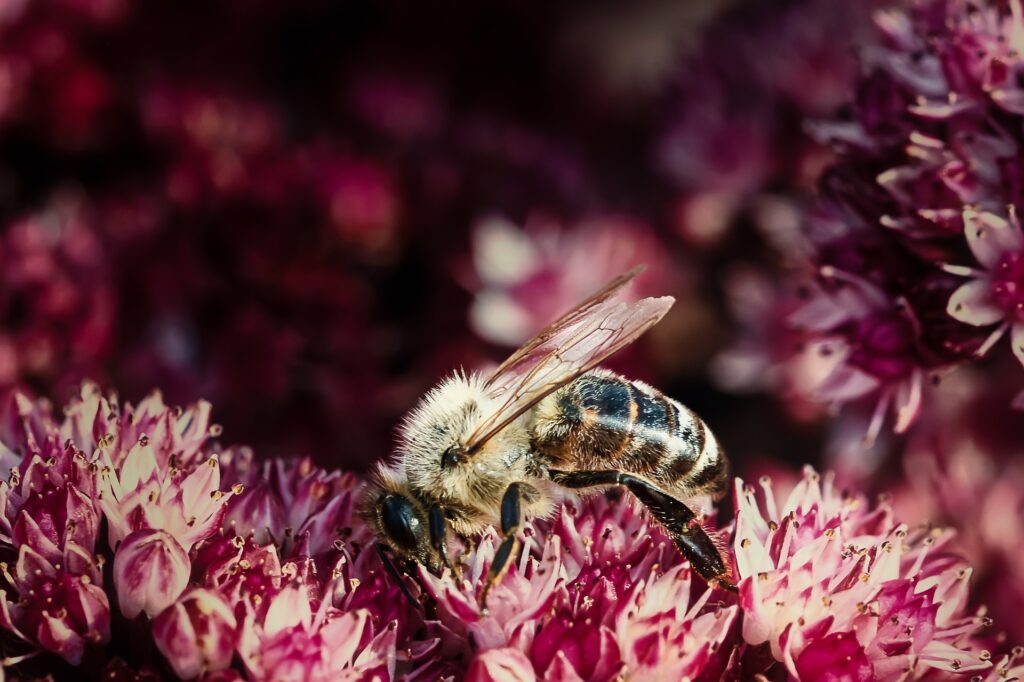 wasp g60943e23c 1920